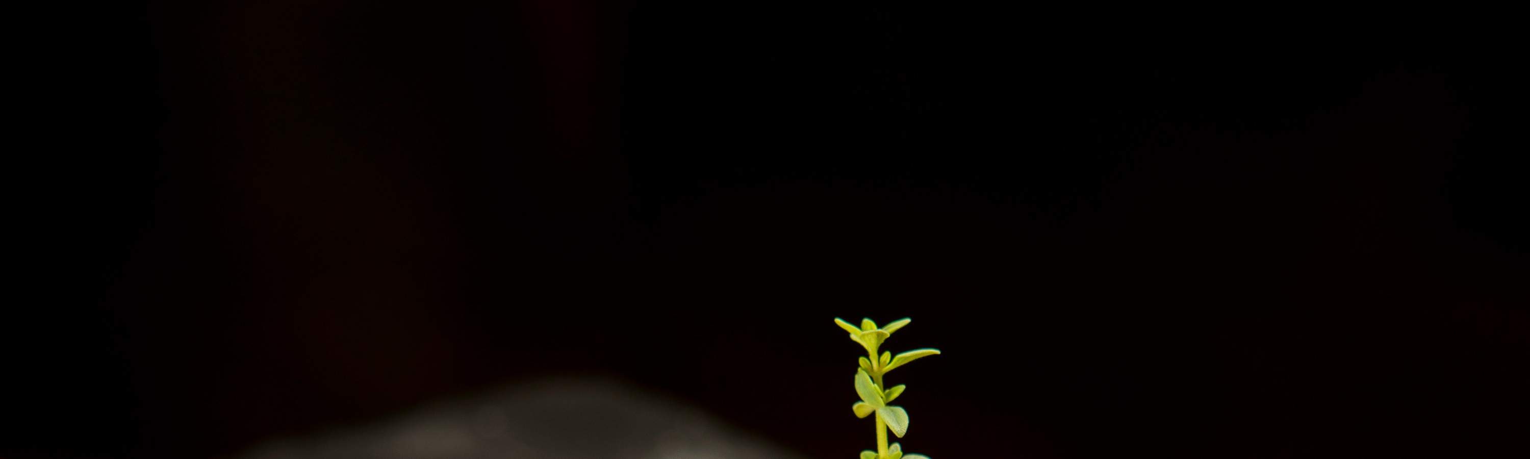 Rocks Hotel Macau | Vic's Restaurante | Set Menu Sepanjang Hari